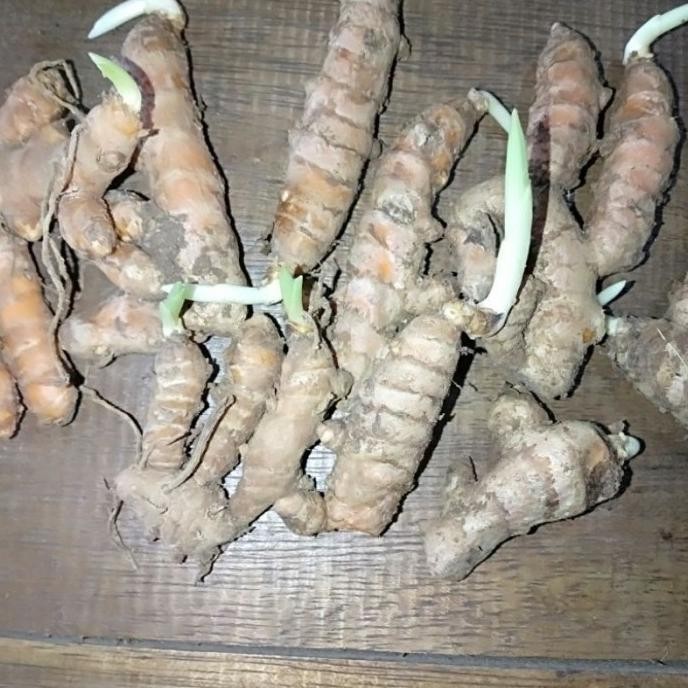 

Terlaris Bibit Kunyit Sudah Bertuas Siap Tanam Kunyit Masak Am