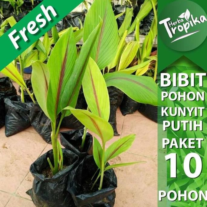

Terlaris Bibit Pohon Temu Putih / Kunyit Putih Isi 10 Bibit Berakar Toko Herba Tropika
