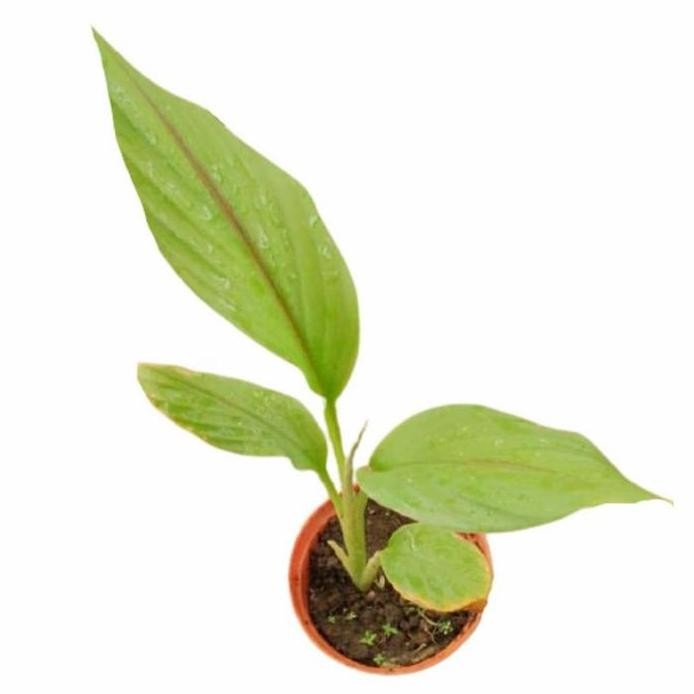 

Terlaris Bibit Pohon Tanaman Kunyit Kuning Bibit Kunyit Sayur Bibit Tanaman