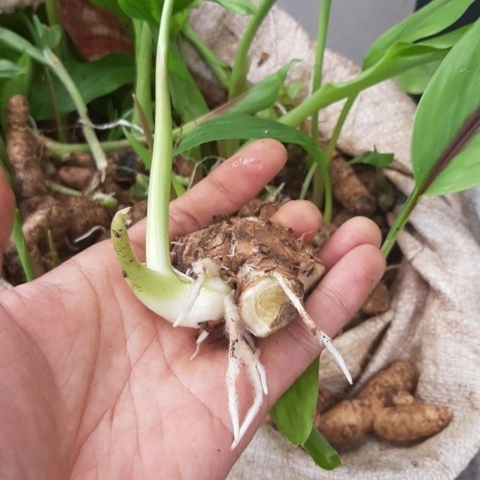 

Terlaris Bibit Tunas Tanaman Kunyit Putih/Temu Putih 1 Kg Ready Stok #Fyp