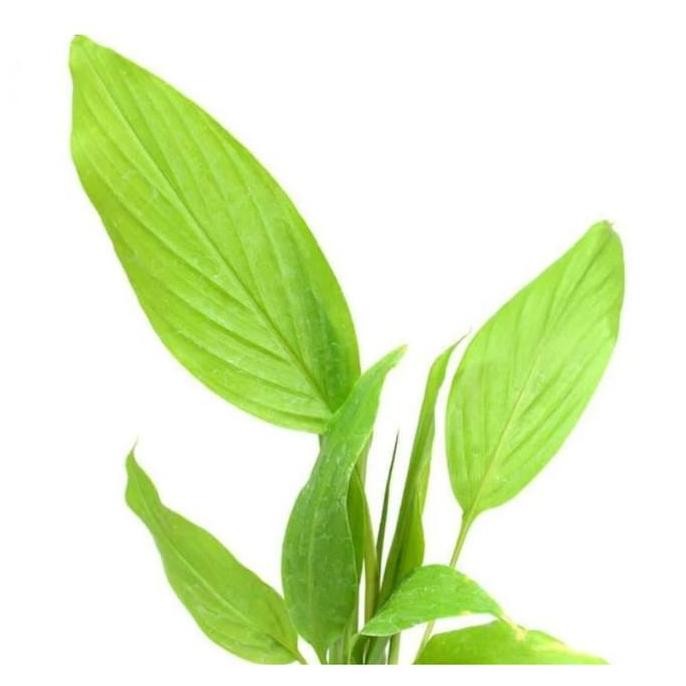 

Terlaris Bibit Tanaman Herbal Kunyit Mangga/Temu Mangga/Curcuma Mangga Asli