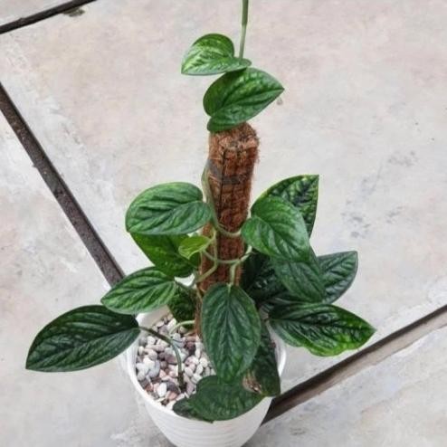 

Terlaris Bibit Tanaman Hias Sirih Badak - Monstera Karsteniaum Premium