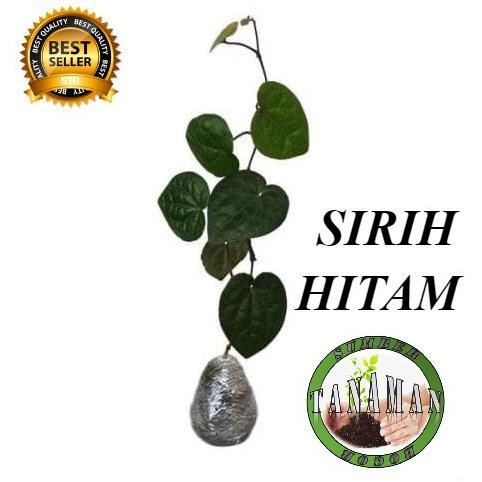 

Terlaris Bibit Tanaman Daun Sirih Hitam