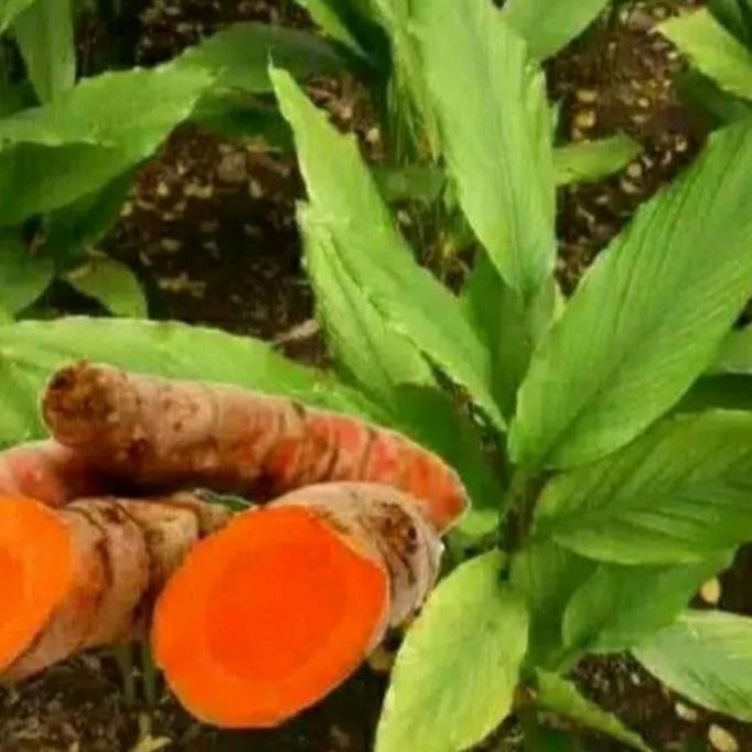 

Terlaris Bibit Tanaman Kunyit ( Kuning) Sayur Siap Tanaman