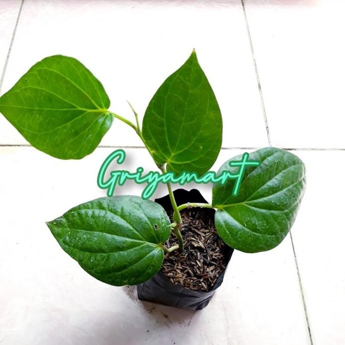

Terlaris Bibit Pohon Sirih Hijau | Pohon Suruh Hijau | Pohon Herbal