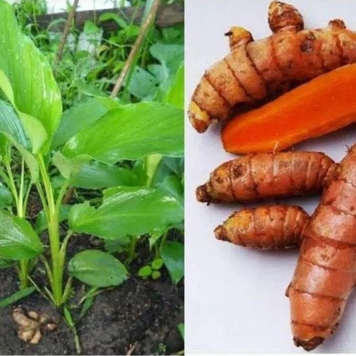 

Terlaris Bibit Kunyit Sayur/Kunir Siap Tanam