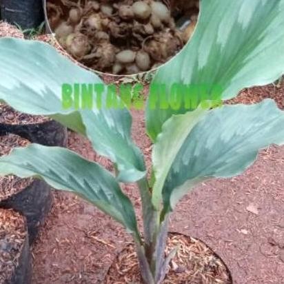 

Terlaris Seller!!! Kunyit Putih Bibit Kunyit Putih/Tan Herbal Kunyit Putih