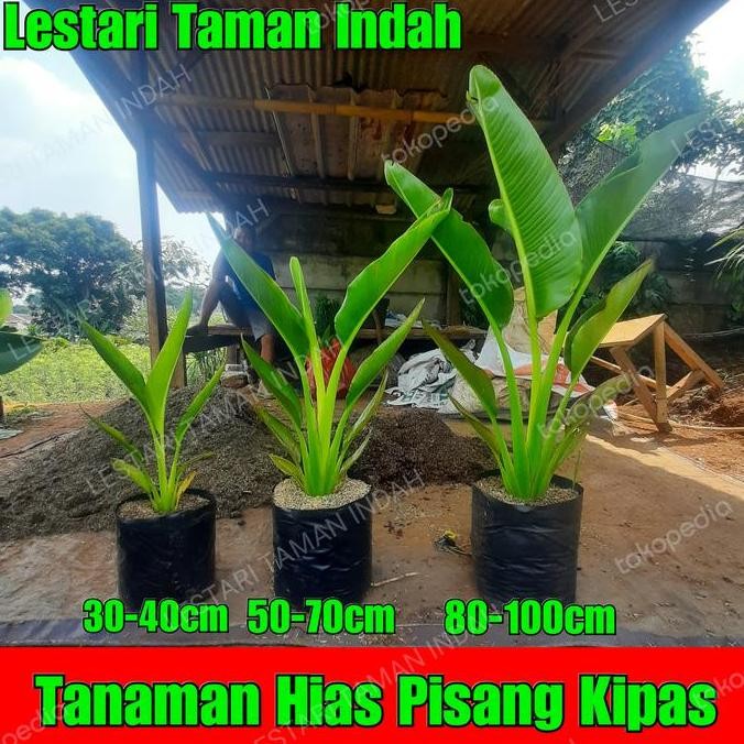 tanaman hias pisang kipas pohon pisang kipas bibit pohon pisang kipas UNGGULAN