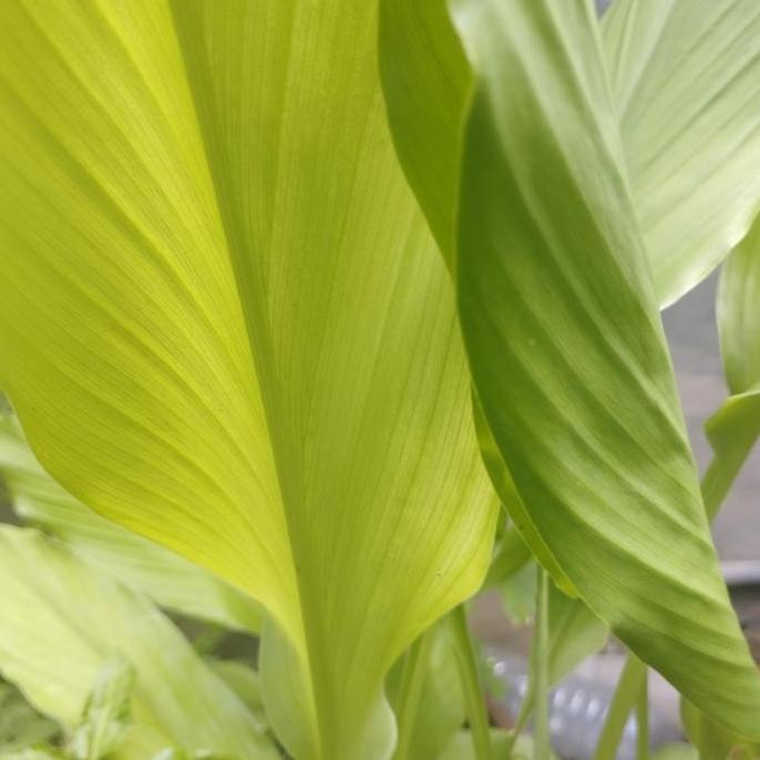 

Terlaris Bibit Kunyit Kuning