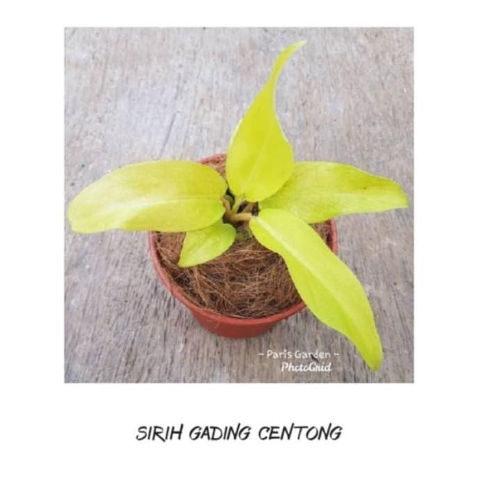 

Terlaris Tanaman Hias Sirih Gading Centong - Bibit Tanaman Sri Ga Tarrba 7699Np