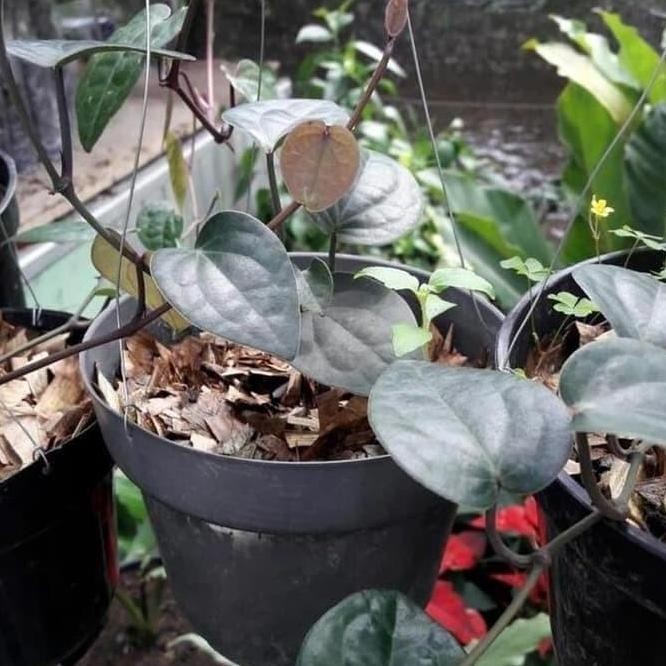 

Terlaris Ind4K Bibit Tanaman Daun Sirih Hitam (Obat Herbal) Bibit Buah!