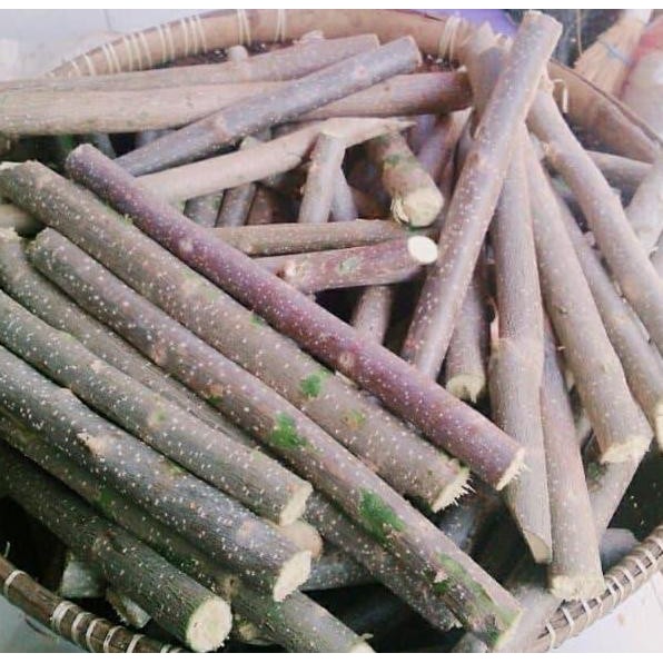

Terlaris Terbaik Promo Bibit Stek Batang Daun Gamal 1 Kg - Gratis Kunyit
