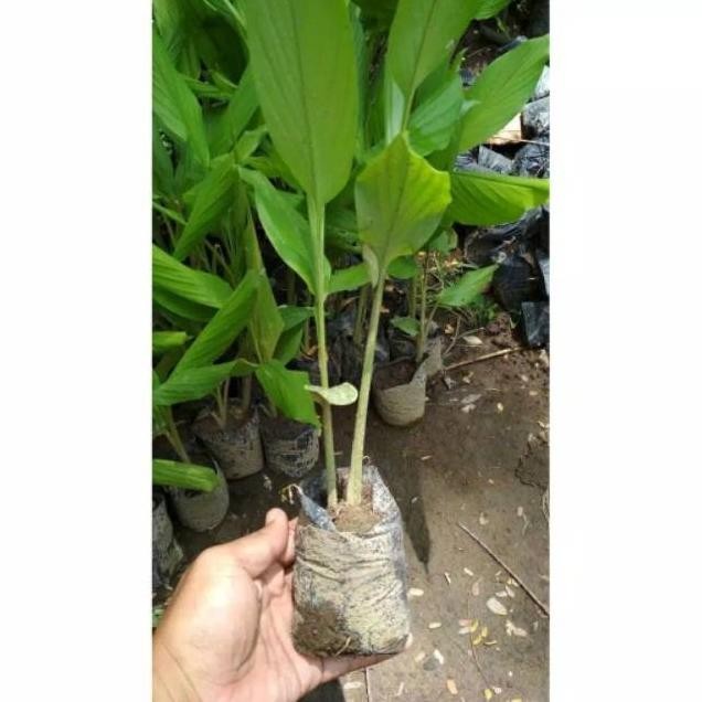 

Terlaris Murah!!! Bibit Pohon Kunyit Datlse 7707Rh