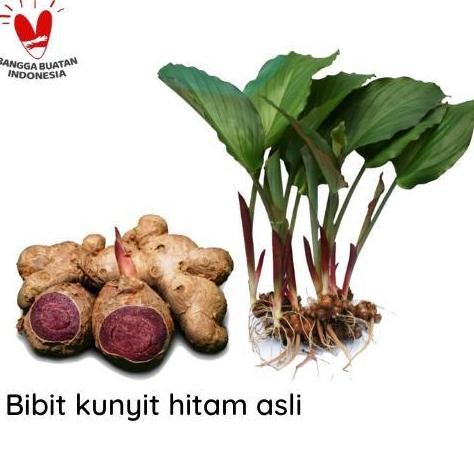 

Terlaris Terbaru Bibit Tanaman Kunyit Hitam Asli - Curcuma Caesia - Bukan Temu Ireng Terlaris