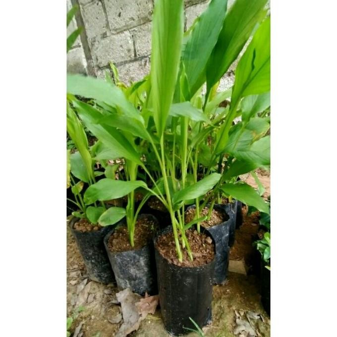 

Terlaris Bibit Pohon Kunyit Tanaman Herbal Dan Bumbu Masak Mbsfec 2807Kr