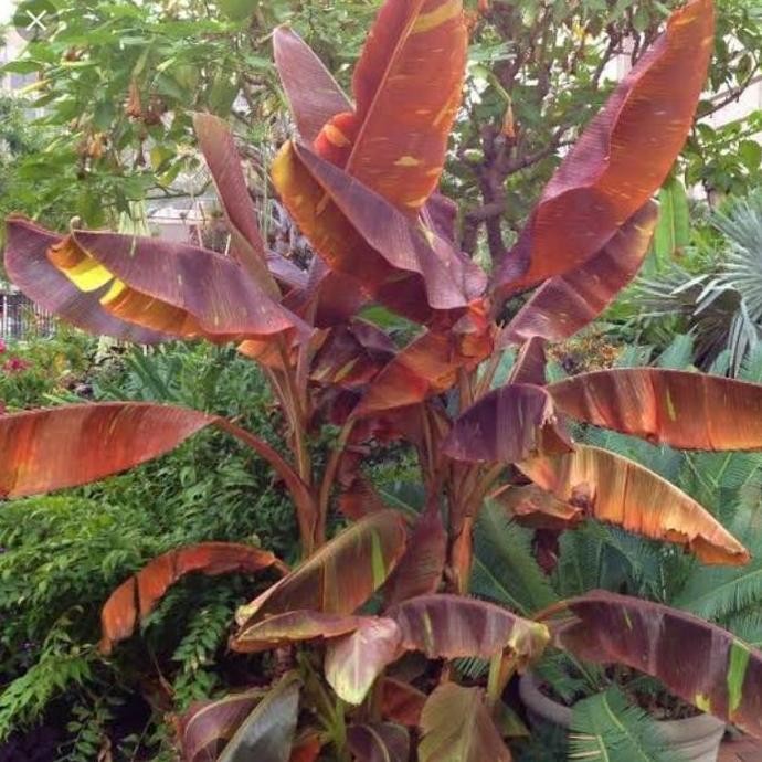 Bibit Bonggol pisang merah Ruby siam orinal Stek/ Bonggol UNGGULAN