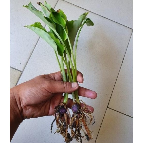 

Terlaris Dijual Bibit Kencur Hitam Atau Kunyit Hitam Limited