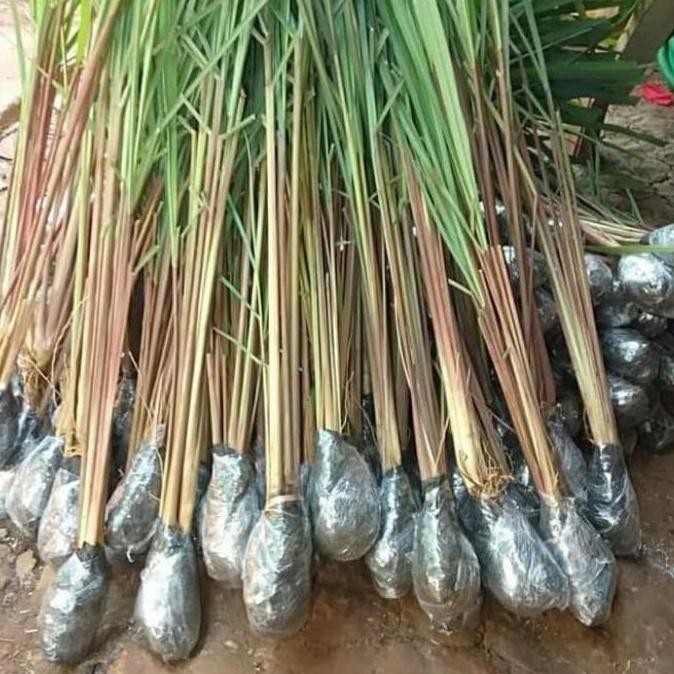 

Terlaris Sereh Merah / Bibit Tanaman Sereh Merah / Sereh Wangi