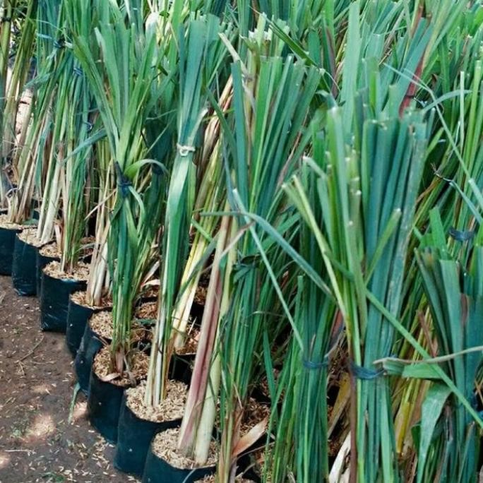 

Terlaris Bibit Pohon Sereh Wangi | Pohon Sereh Merah