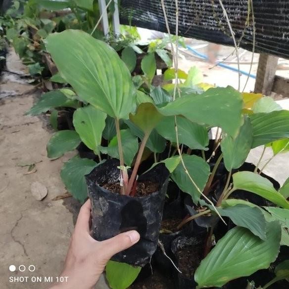 

Terlaris Paket 3 Bibit Kunyit Hitam Asli Kaempferia Parviflora Te Hublzp 4313Gi