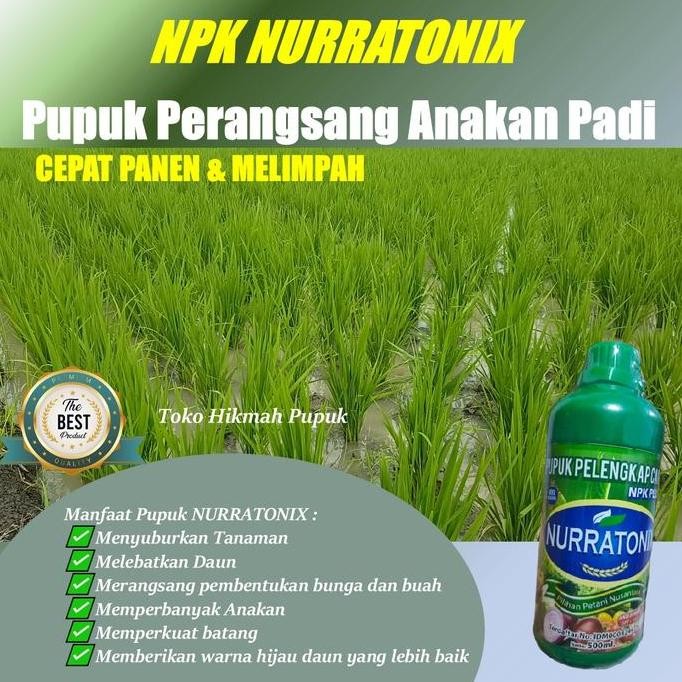 

Terlaris Pupuk Biar Anakan Padi Banyak Berbobot Pupuk Npk Cair Nurratonix 500Ml Pilihan Petani Nusantara