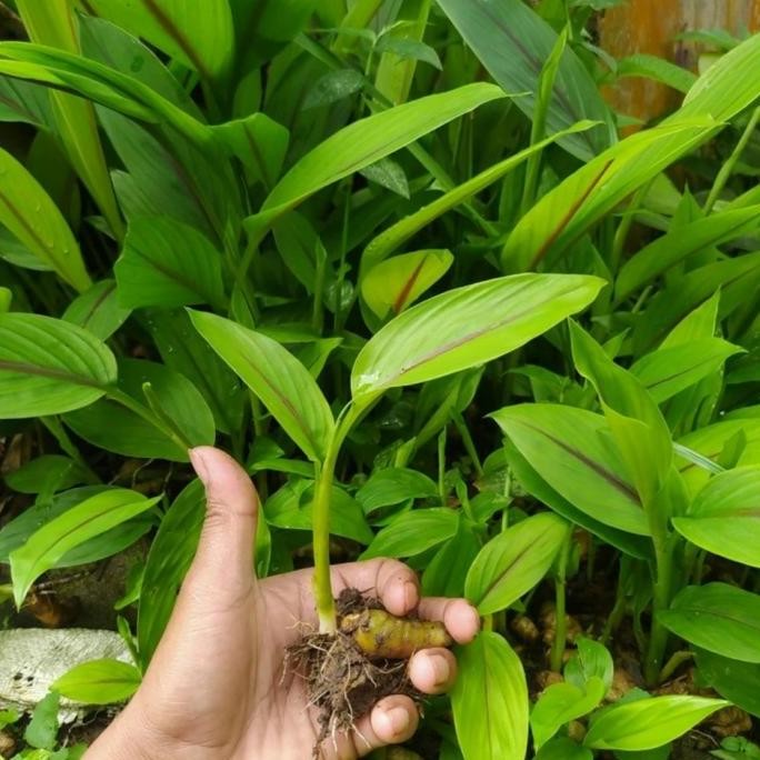 

Terlaris Bibit Temu Putih Kunyit Fresh Unggul