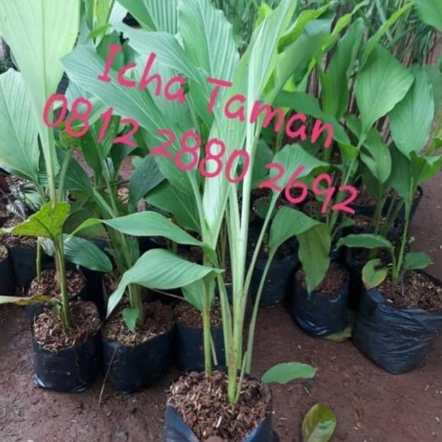 

Terlaris Pohon Kunyit - Tanaman Herbal Bibit Pohon Kunyit