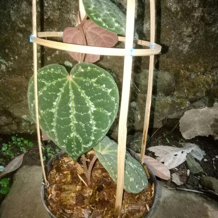 Terlaris Sirih Wulung/ Bibit Sirih Wulung