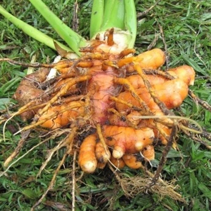 

Terlaris Bibit Kunyit Kulitas Unggul Ratu Alam Kunyit| Benih Kunyit