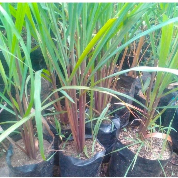 

Terlaris Bibit Sereh Merah