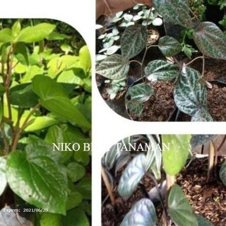 

Terlaris Ekslusif Paket 3 Bibit Sirih ( Merah Hitam Hijau ) Herbal Siap Tanam