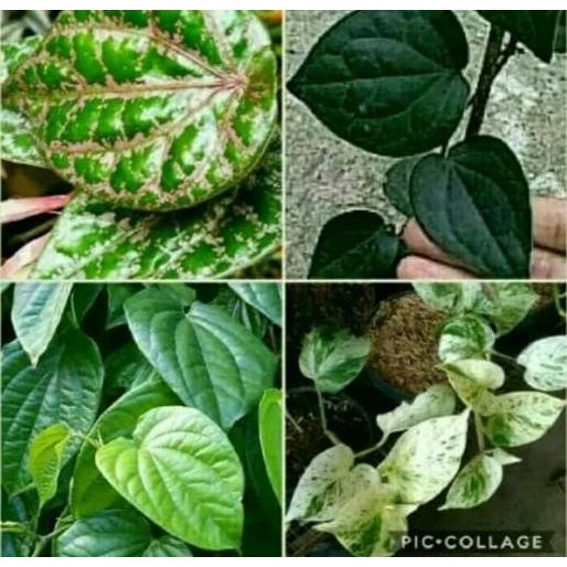 

Terlaris Paket 4 Bibit Tanaman Herbal Daun Sirih Merah Putih Hijau Hitam