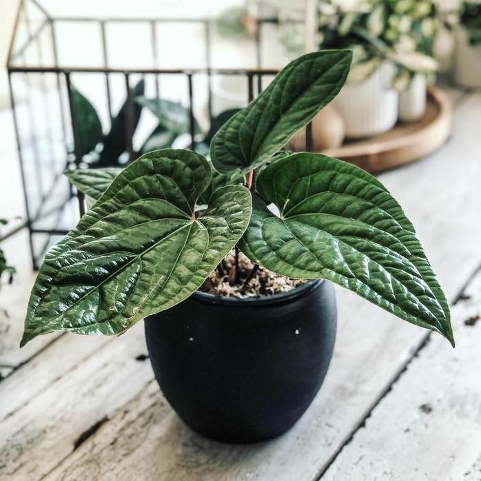 

Terlaris Tanaman Hias Anthurium Radicans X Dressleri - Bibit Anthurium Sirih