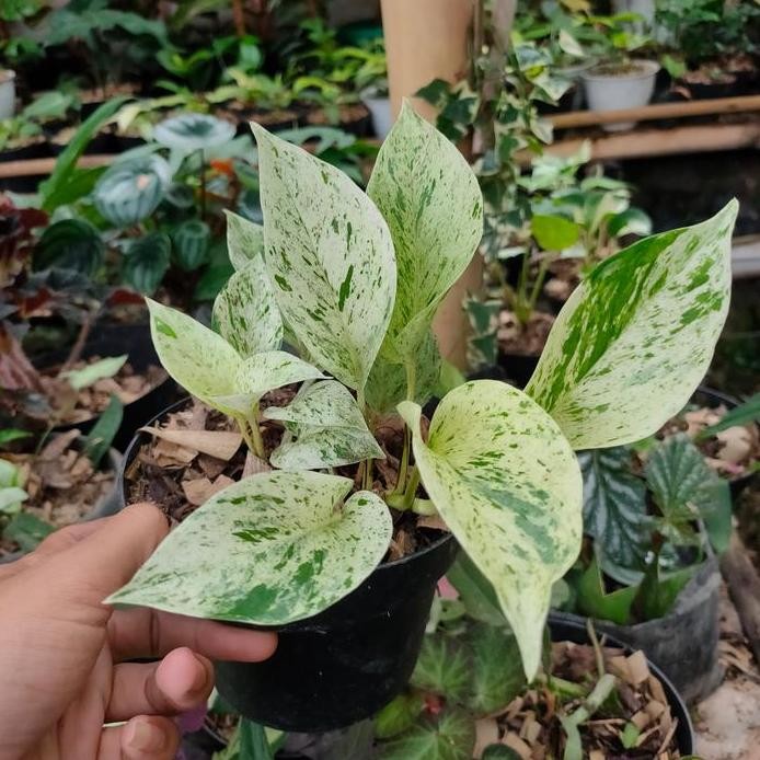 

Terlaris Bibit Tanaman Hias Sirih Gading Susu / Srigading Marble