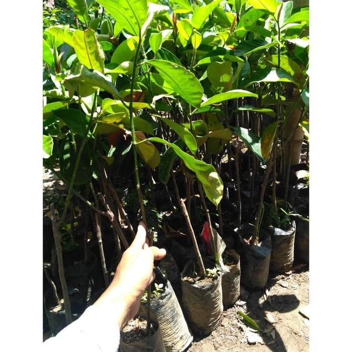 

Terlaris Promo 5 Jenis Bibit, Lemon, Bidara, Sirih Merah, Arbei, Stevia