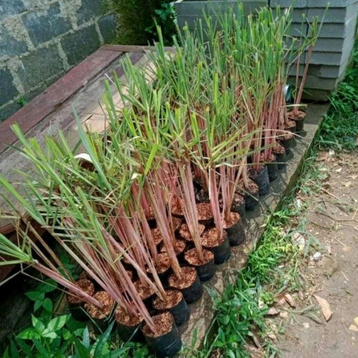 

Terlaris Bibit Pohon Sereh Merah