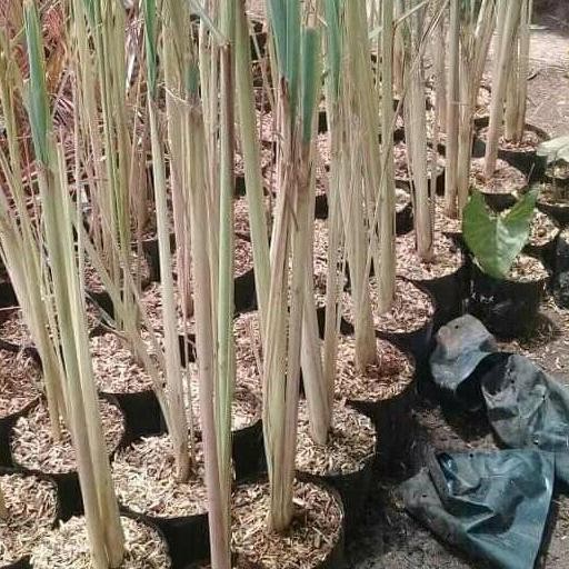 

Terlaris Bibit Tanaman Sereh Wangi