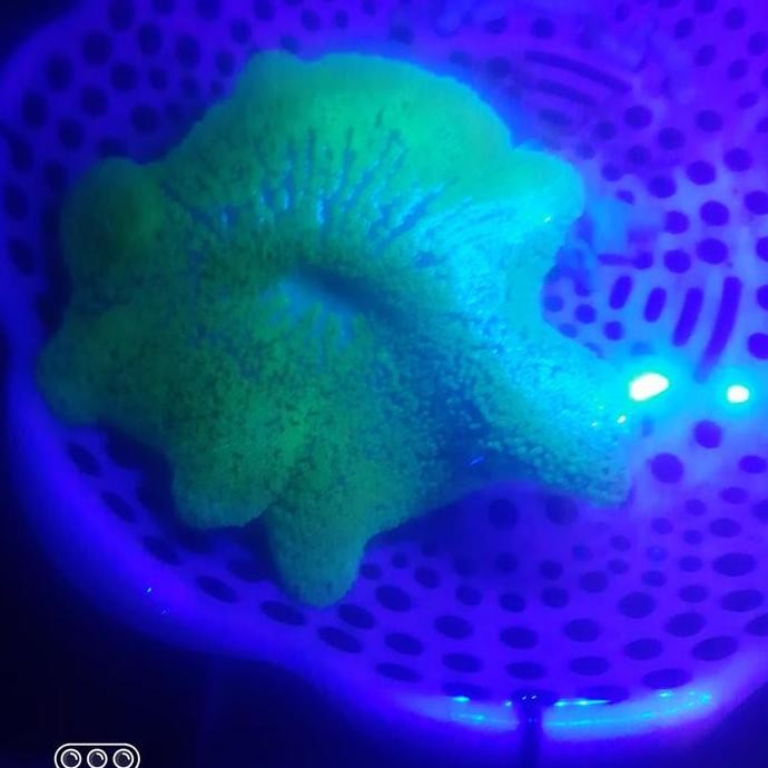 Murah Anemon Karpet Warna Hijau Size  Sm