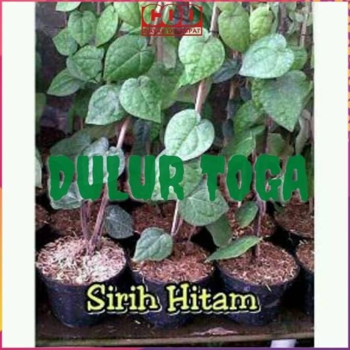 

Terlaris Bibit Tanaman Buah Buahan Sirih Hitam Berklitas Dan Unggulan Dddd