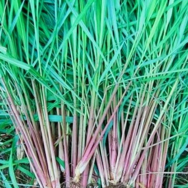 

Terlaris Bibit Sereh Wangi Merah Herbal. Kualitas Super (5Bibit)