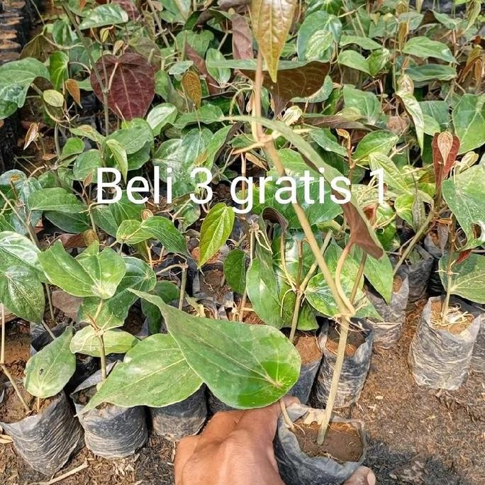 

Terlaris Bibit Daun Sirih Merah Beli( 3 Gratis 1 )