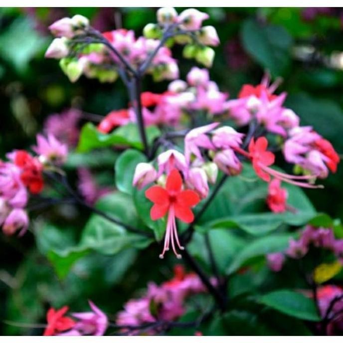 

Terlaris Bibit Bunga Nona Makan Sirih (Clerodendrum Thomsoniae) Mera