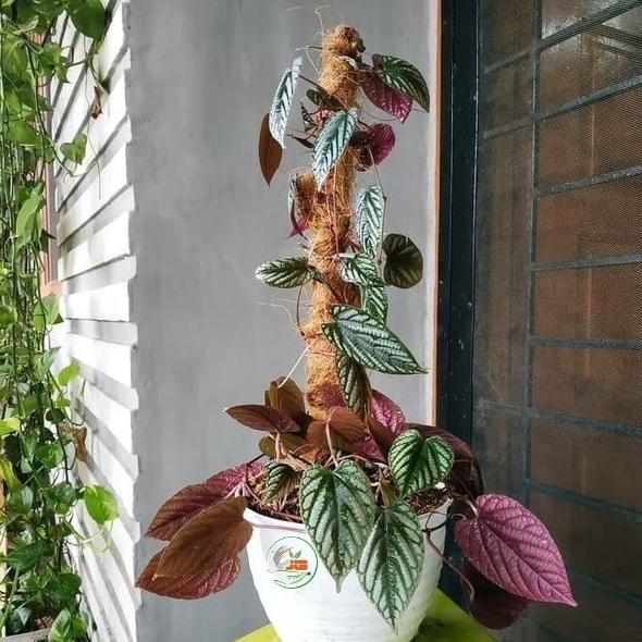 

Terlaris Sirih Gading Keraton Bibit Berkualitas