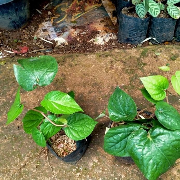 

Terlaris Bibit Tanaman Herbal Sirih Hijau/Tanaman Obat