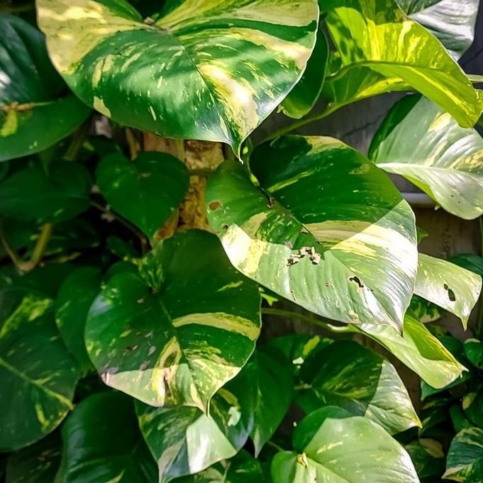 

Terlaris Bibit Sirih Gading Varigata Jumbo Golden Pothos / Epiprenum Aureum Jumbo / Tanaman Hias Sirih Gading Jumbo