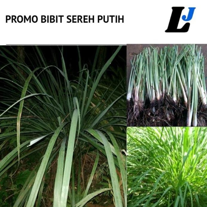 

Terlaris Bibit Sereh Putih Beli 5 Gratis 1