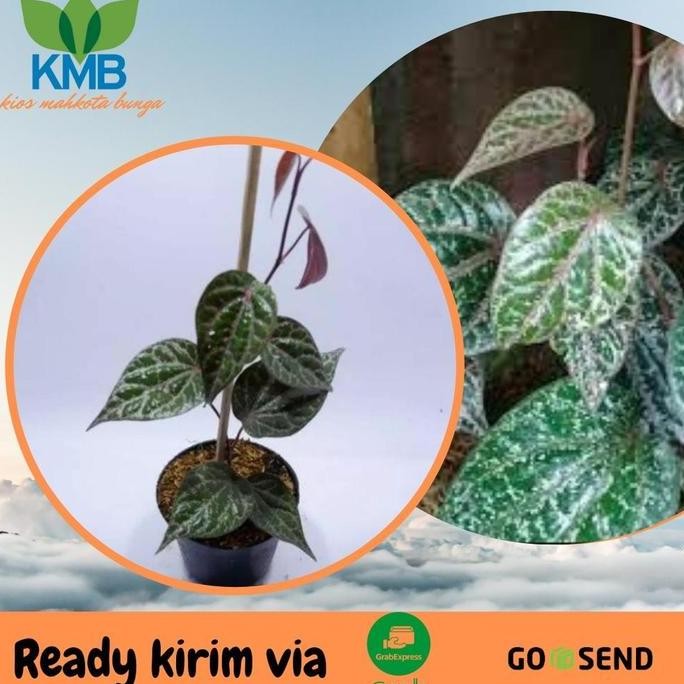 

Terlaris Bibit Tanaman Obat Daun Sirih Merah Piper Ornatum Bibit Sirih Merah