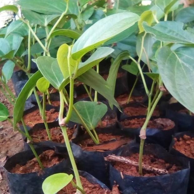 

Terlaris Bibit Siririh Hijau // Suruh Hijau // Sirih