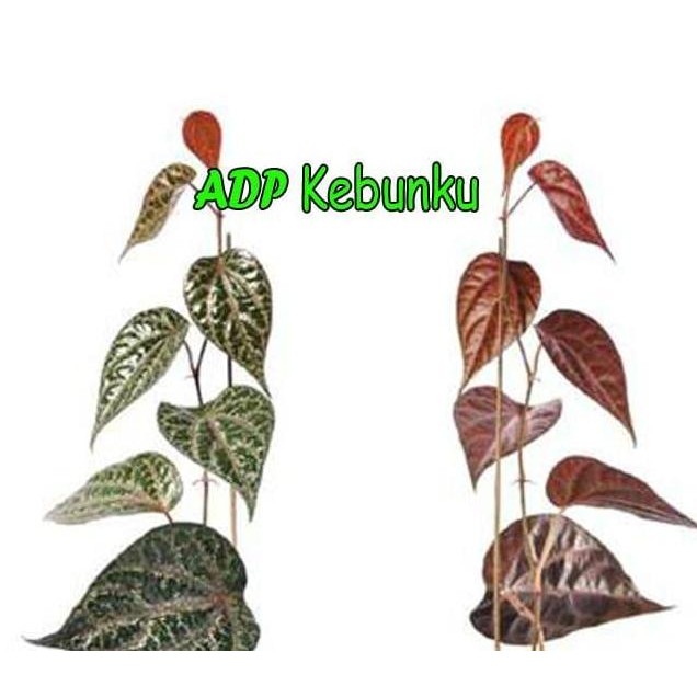

Terlaris Bibit Tanaman Sirih Merah (Piper Ornatum)