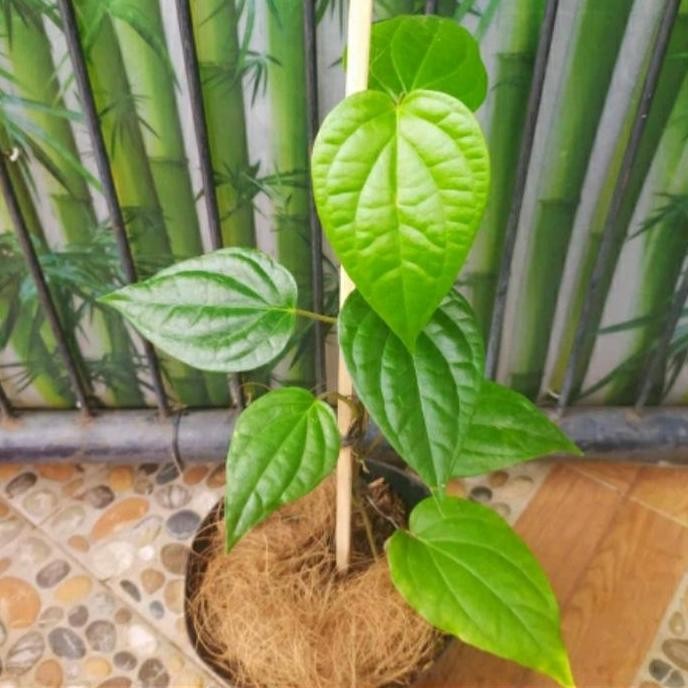 

Terlaris Promo! Tanaman Herbal Sirih Hijau / Bibit Tanaman Rambat Sirih Hijau